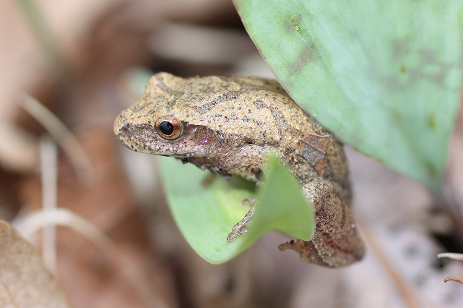 spring peeper